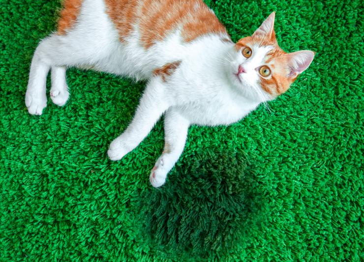 Как избавиться от запаха кошачьей мочи на ковре - Natures Miracle