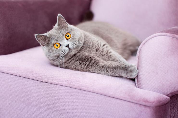 Как вывести запах кошачьей мочи с дивана и другой мебели - Natures Miracle